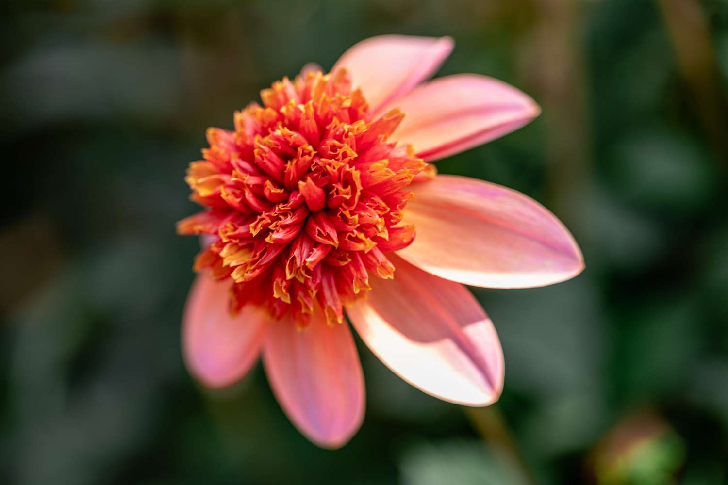 Daalia 'Totally Tangerine'